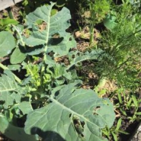 BroccoliSchneckenfrass 2026-06-20 11.09.